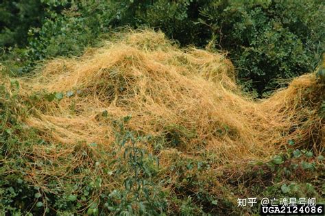 不能行光合作用的植物|日本发现不能进行光合作用的植物新属新种